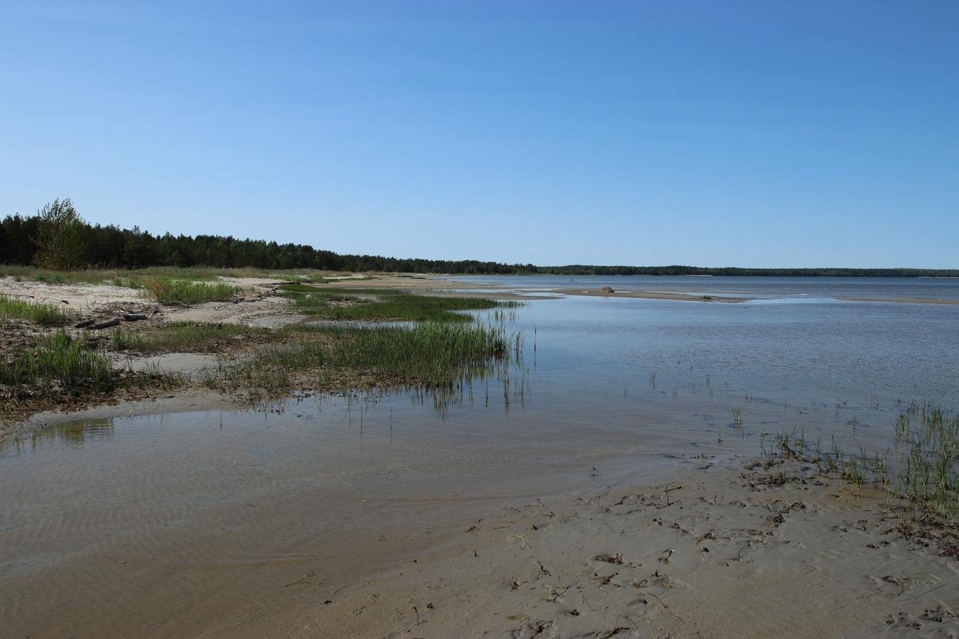 Окрестности деревни Выбье, image of landscape/habitat.