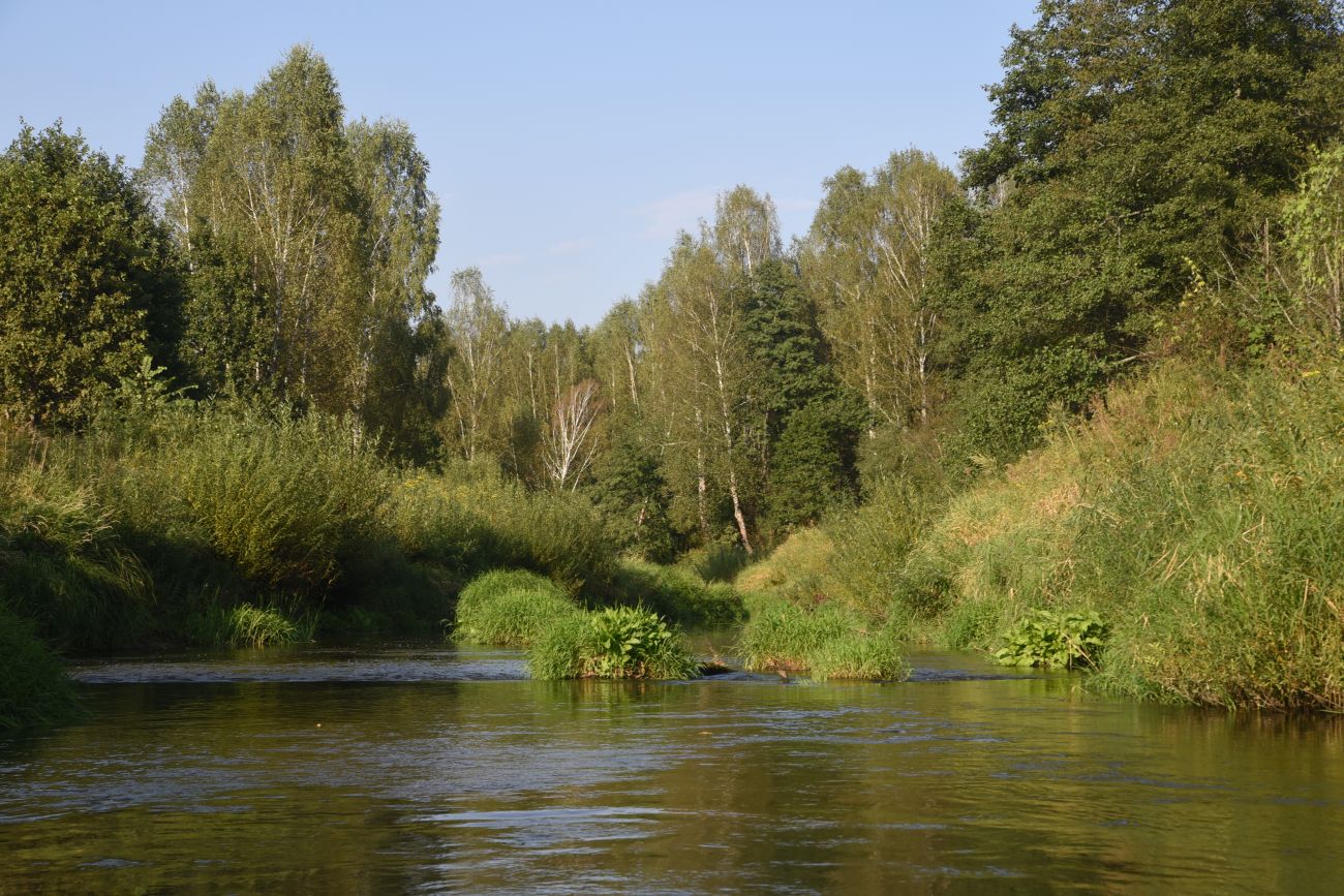 Горицы, image of landscape/habitat.