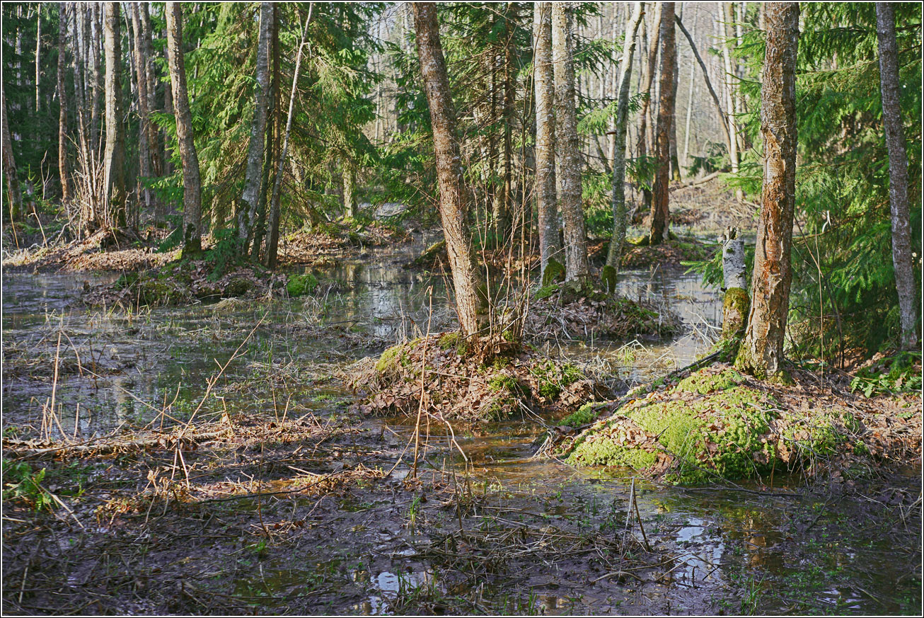 Окрестности Хрипани, image of landscape/habitat.