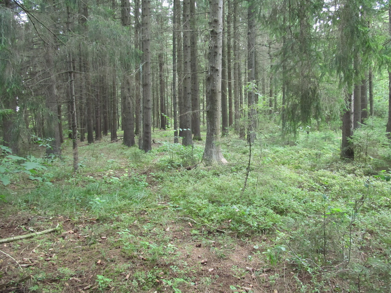 Ботаровский лес, image of landscape/habitat.