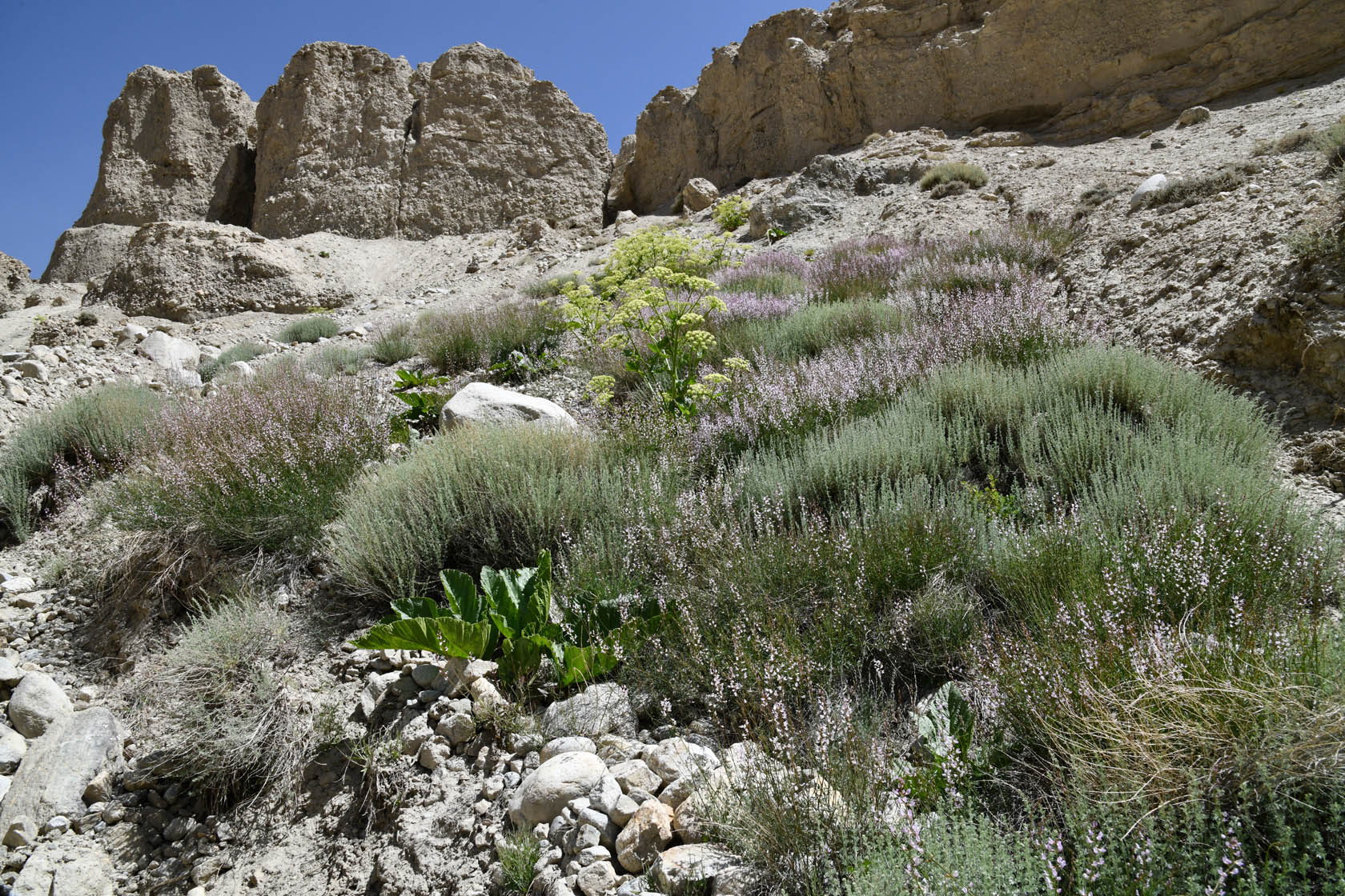 Памир, image of landscape/habitat.