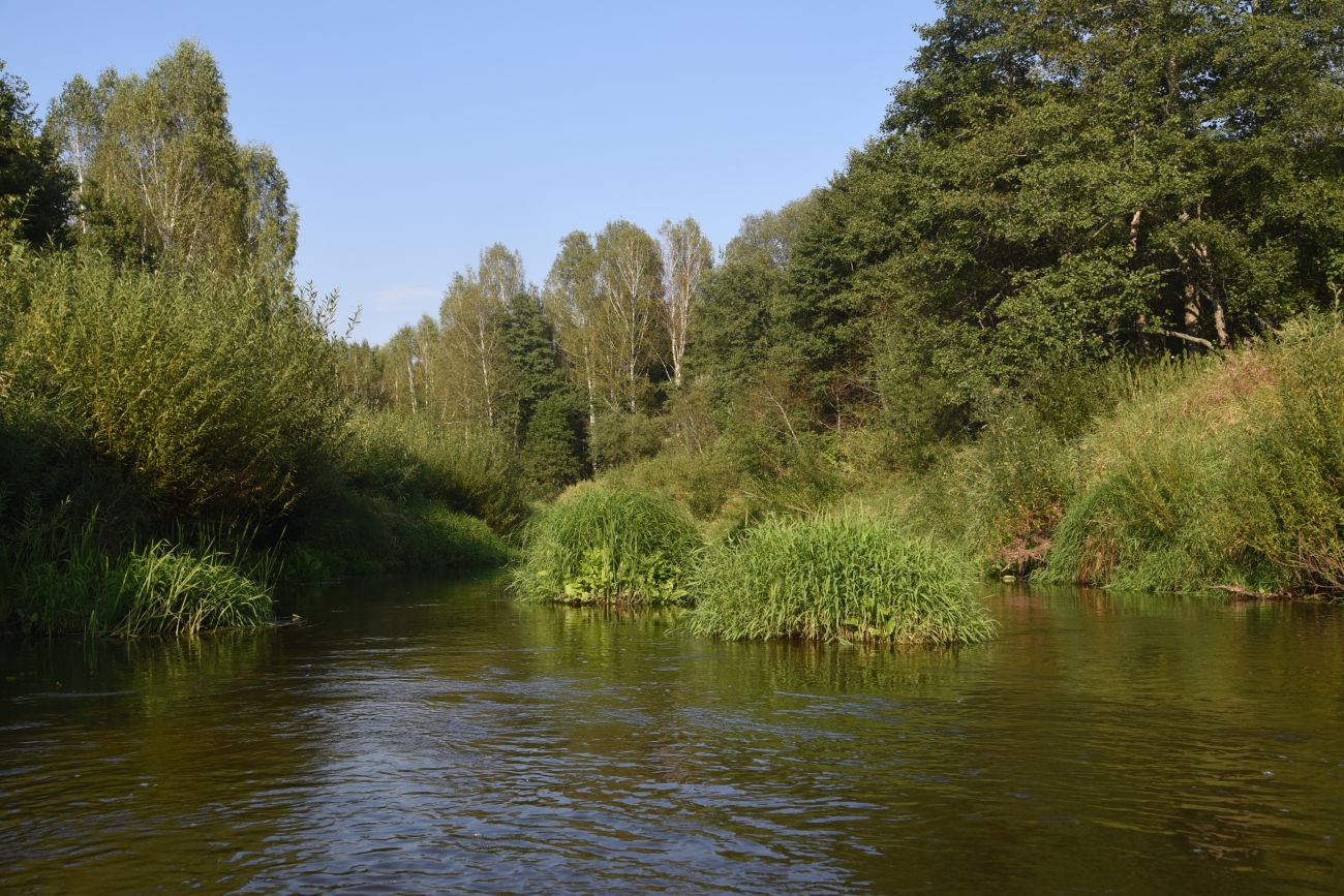 Горицы, image of landscape/habitat.