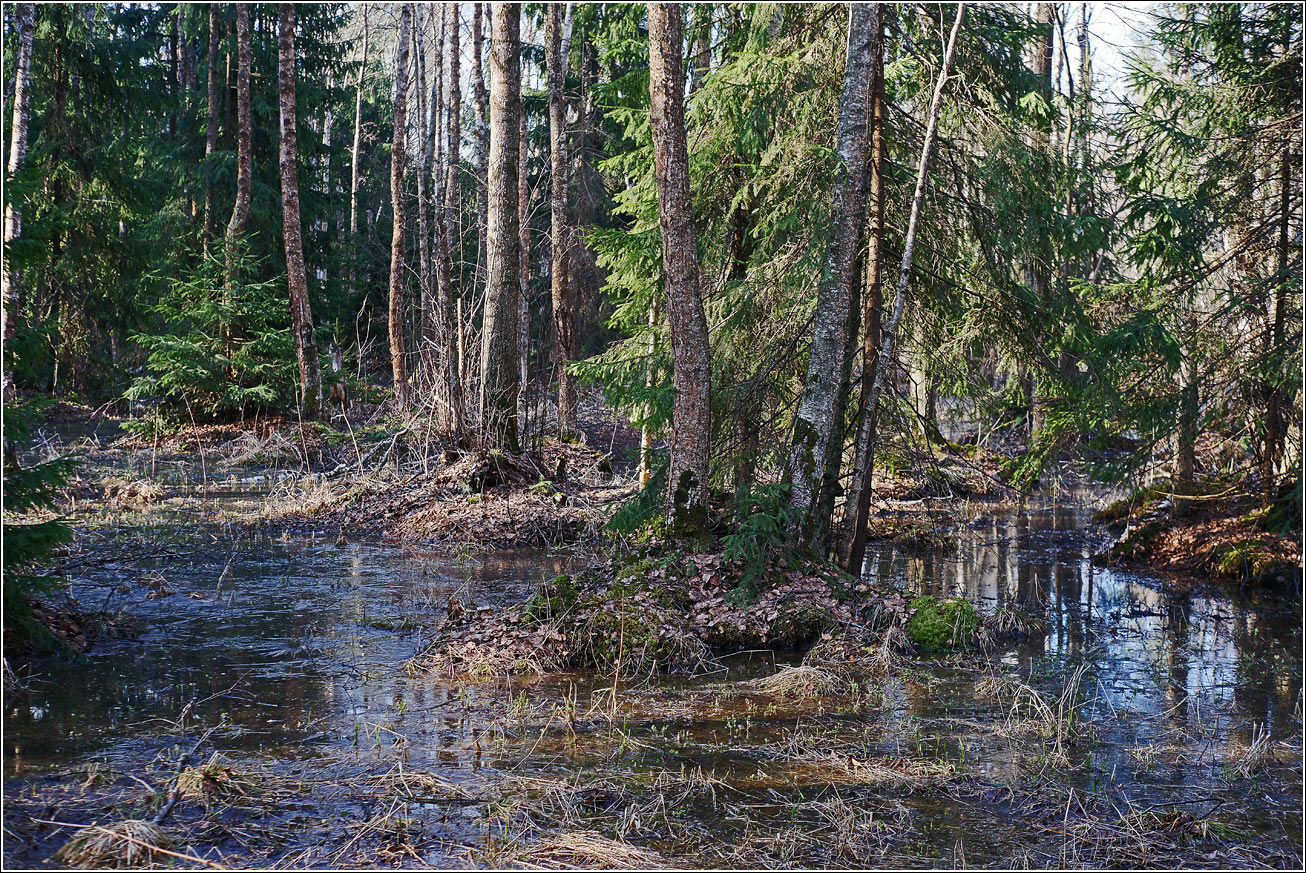 Окрестности Хрипани, image of landscape/habitat.