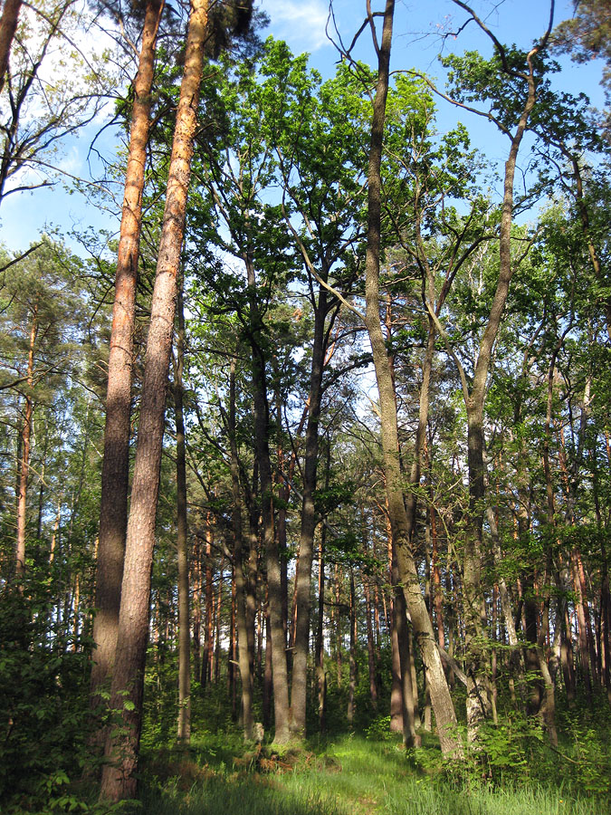 Лебедёвка, image of landscape/habitat.