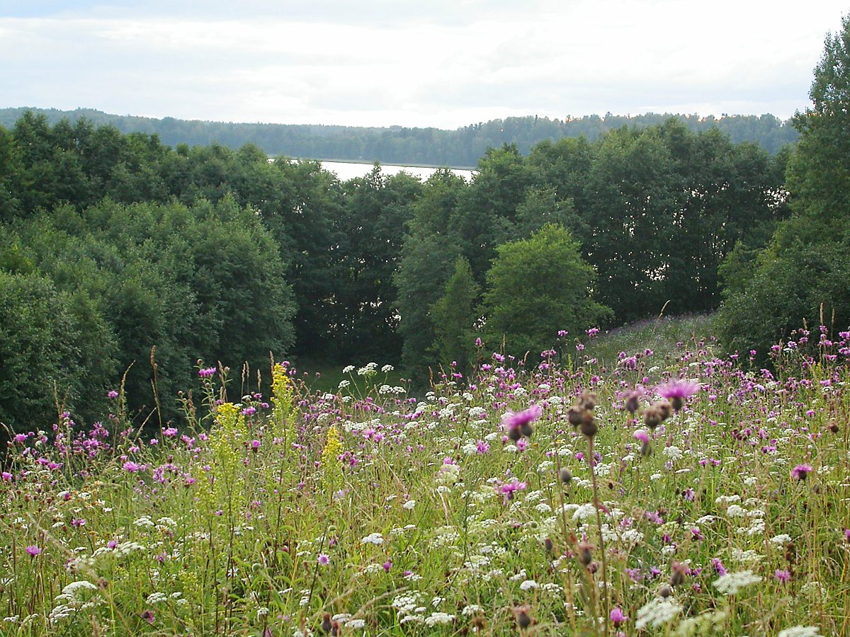 Осыно, image of landscape/habitat.