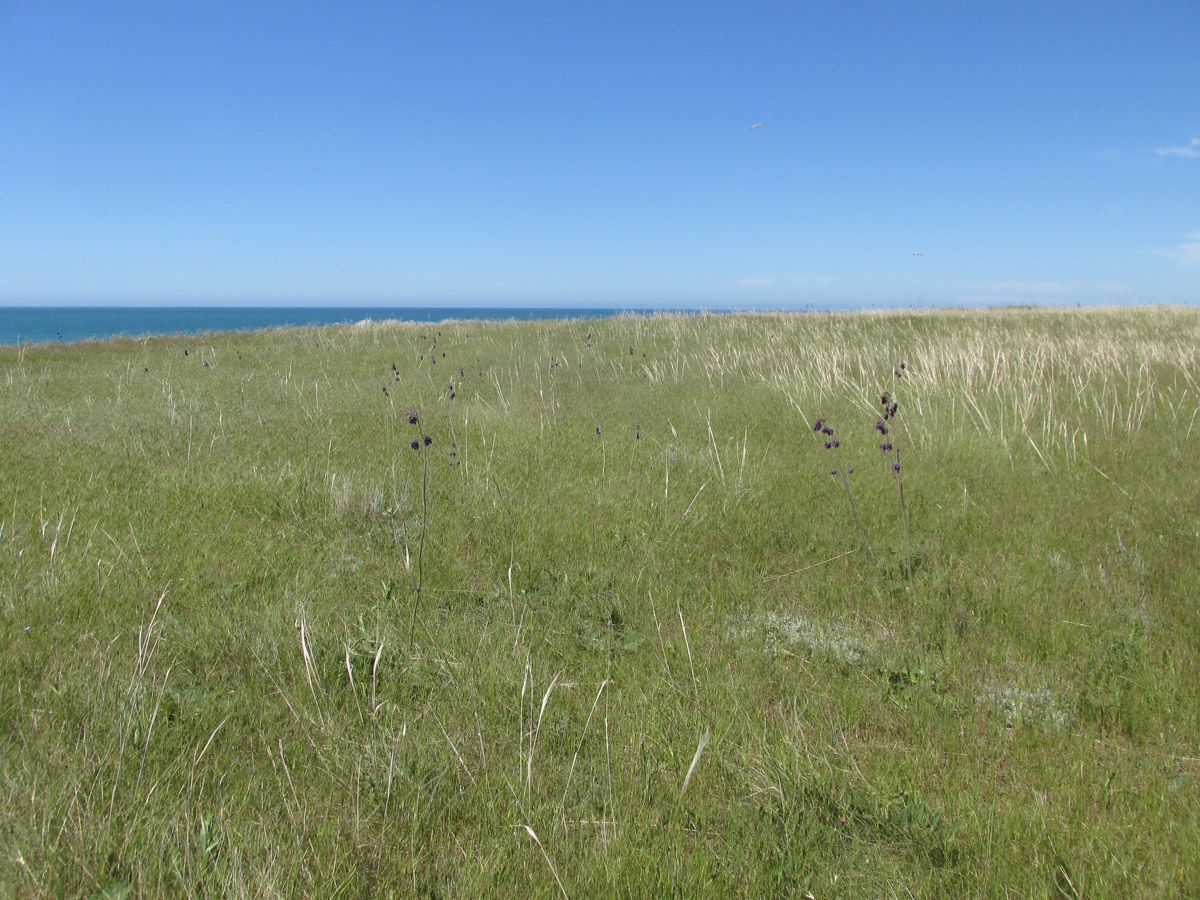 Мыс Лукулл, image of landscape/habitat.