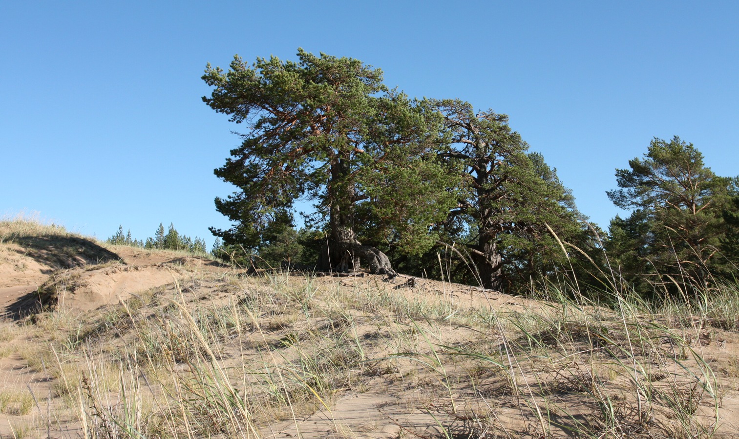 Устье Тулоксы, image of landscape/habitat.