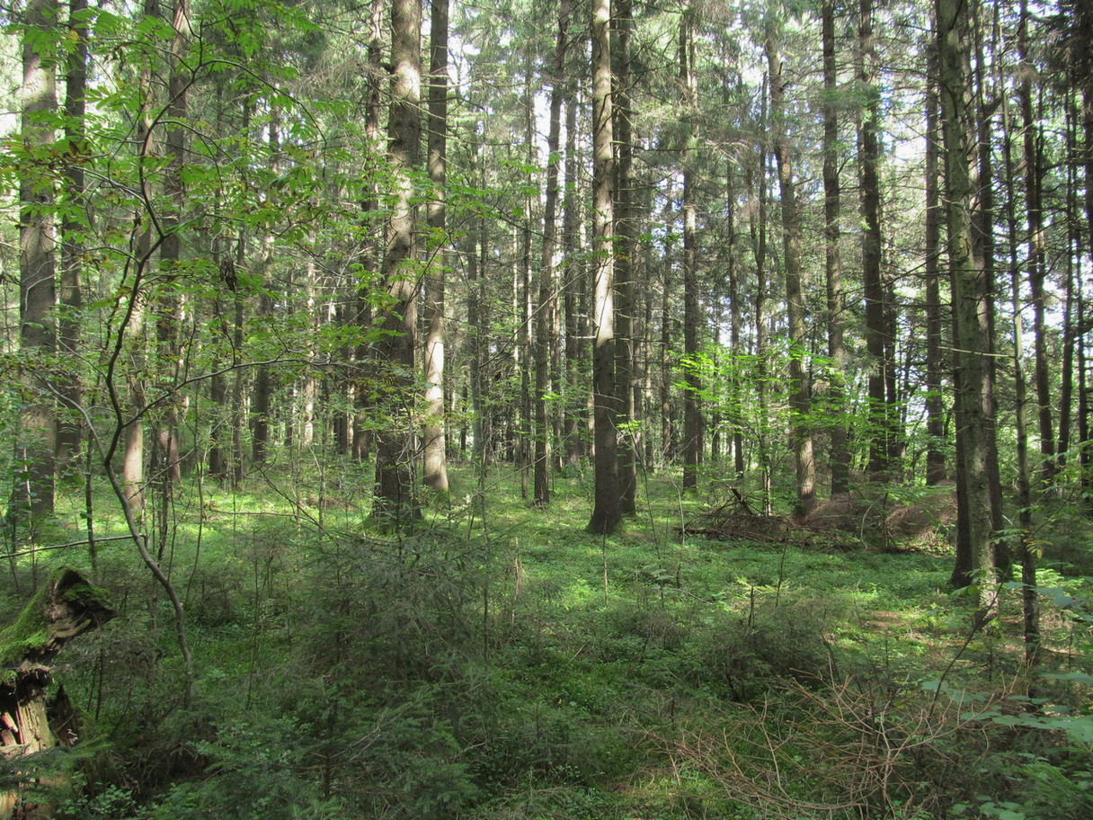 Ботаровский лес, изображение ландшафта.