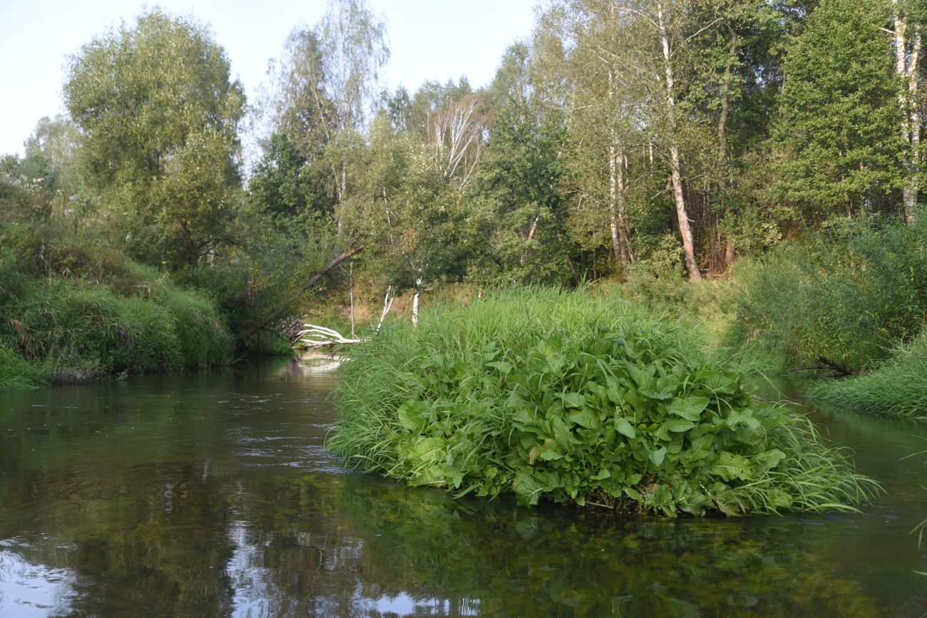 Горицы, image of landscape/habitat.