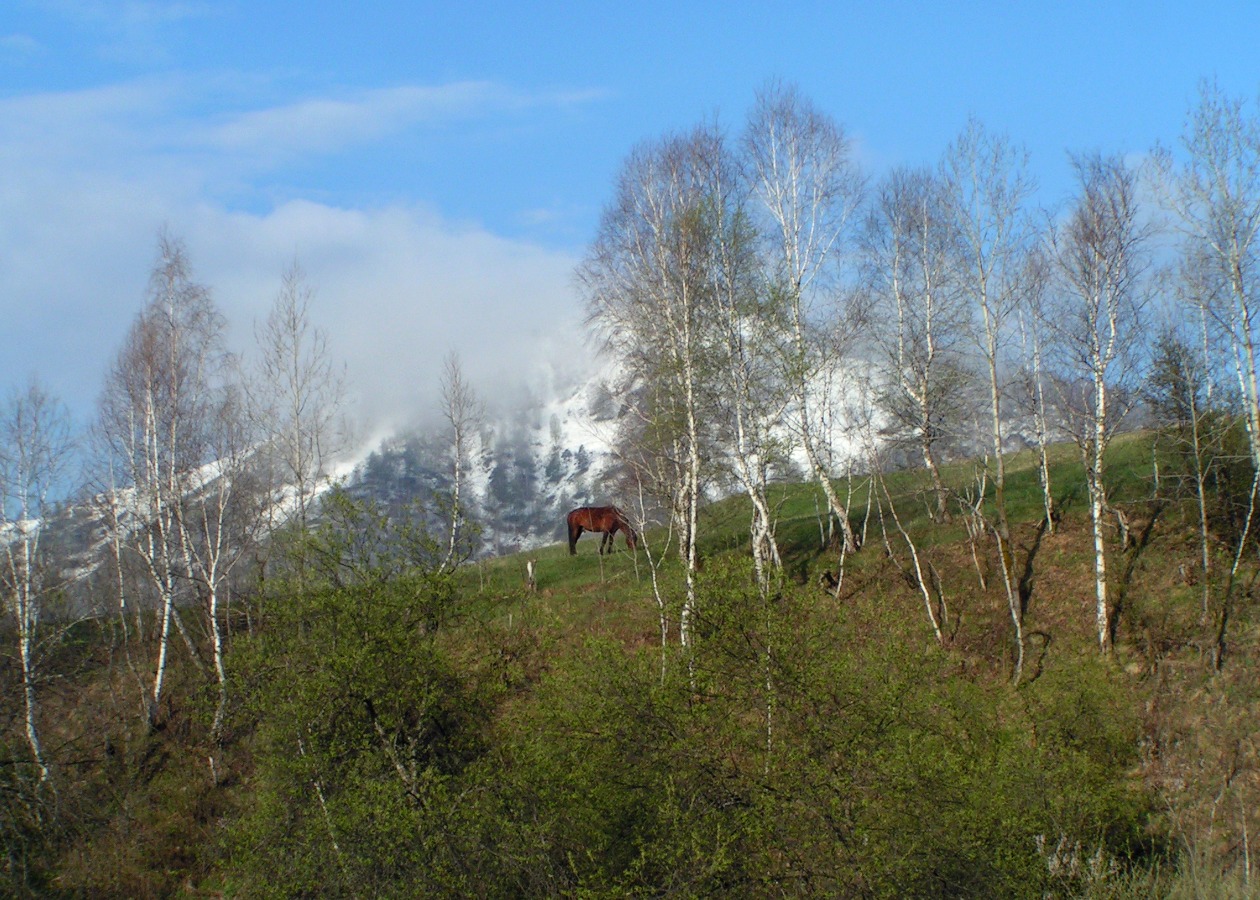 с. Камлак, image of landscape/habitat.