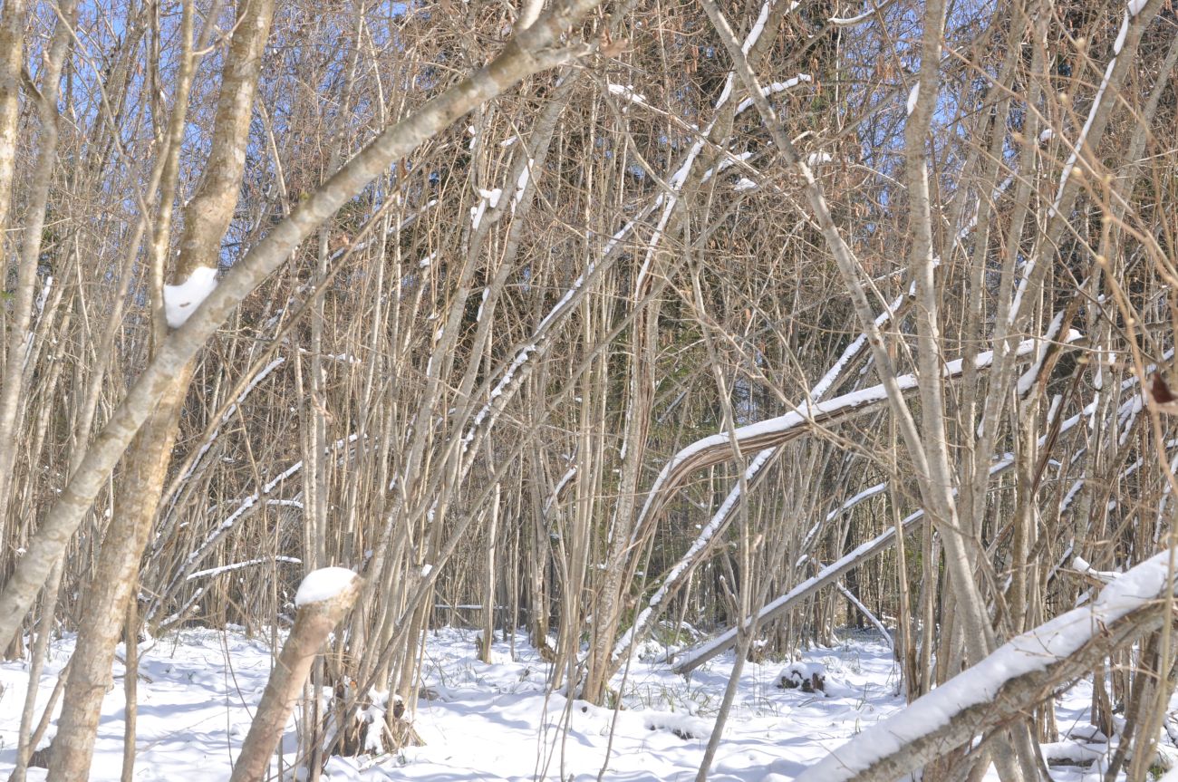 Лес близ Чёлоховского ручья, image of landscape/habitat.