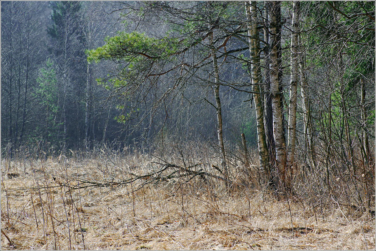 Окрестности Хрипани, image of landscape/habitat.