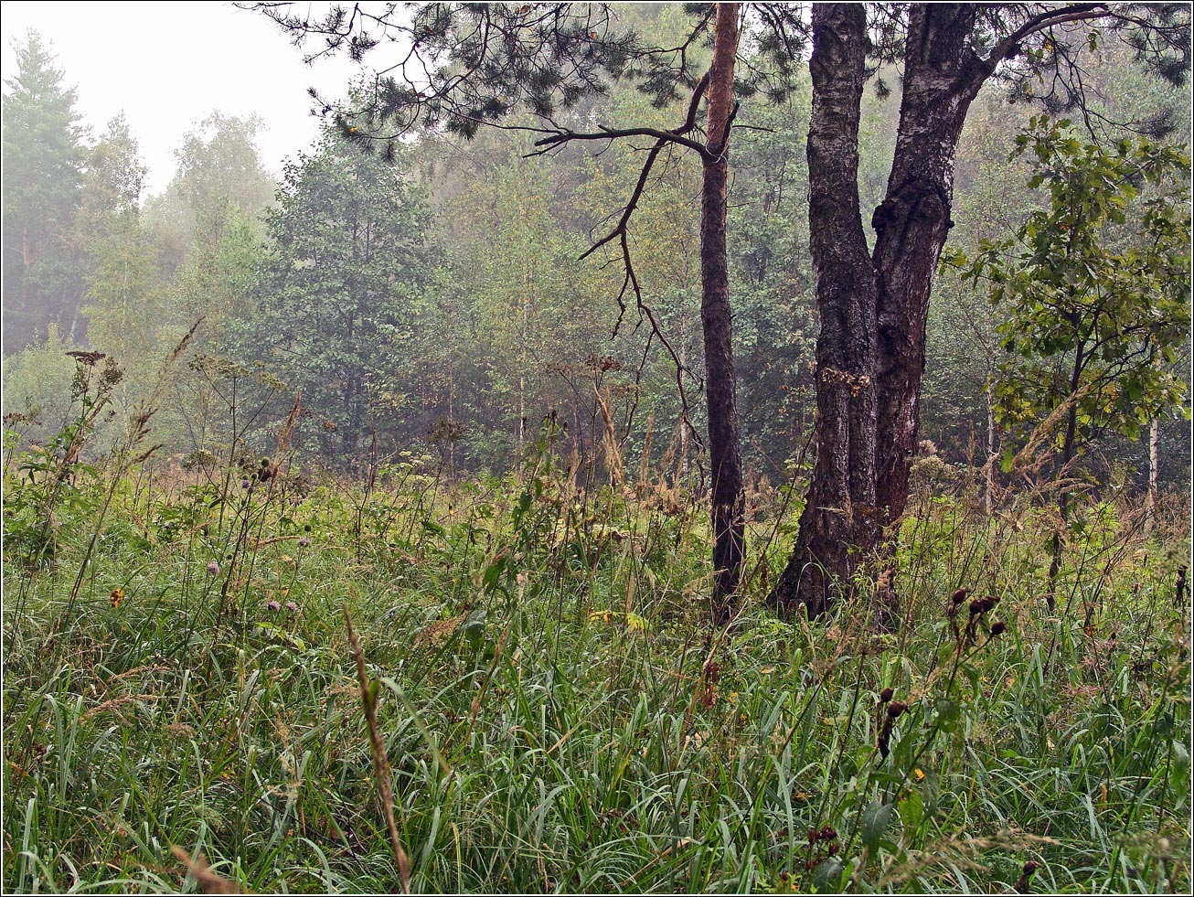 Окрестности Хрипани, image of landscape/habitat.
