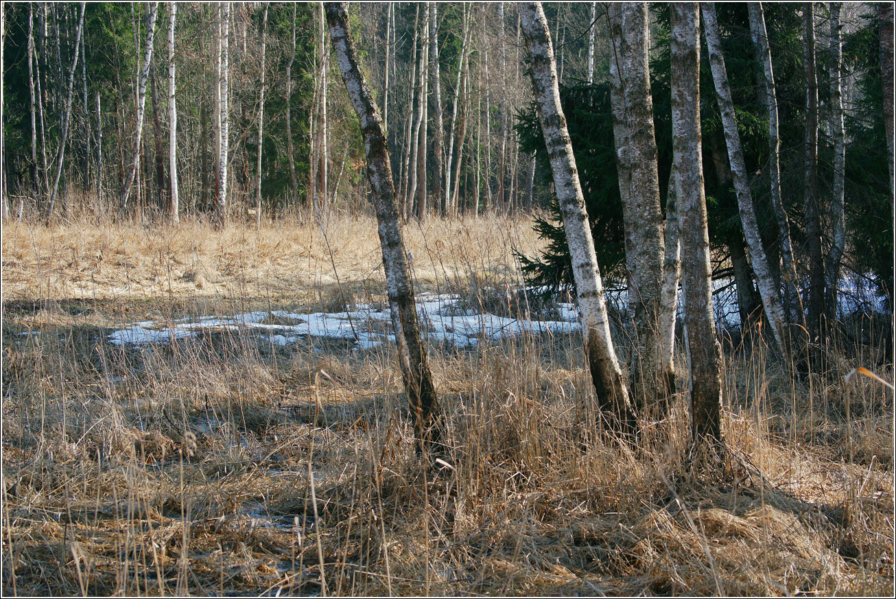 Окрестности Хрипани, image of landscape/habitat.