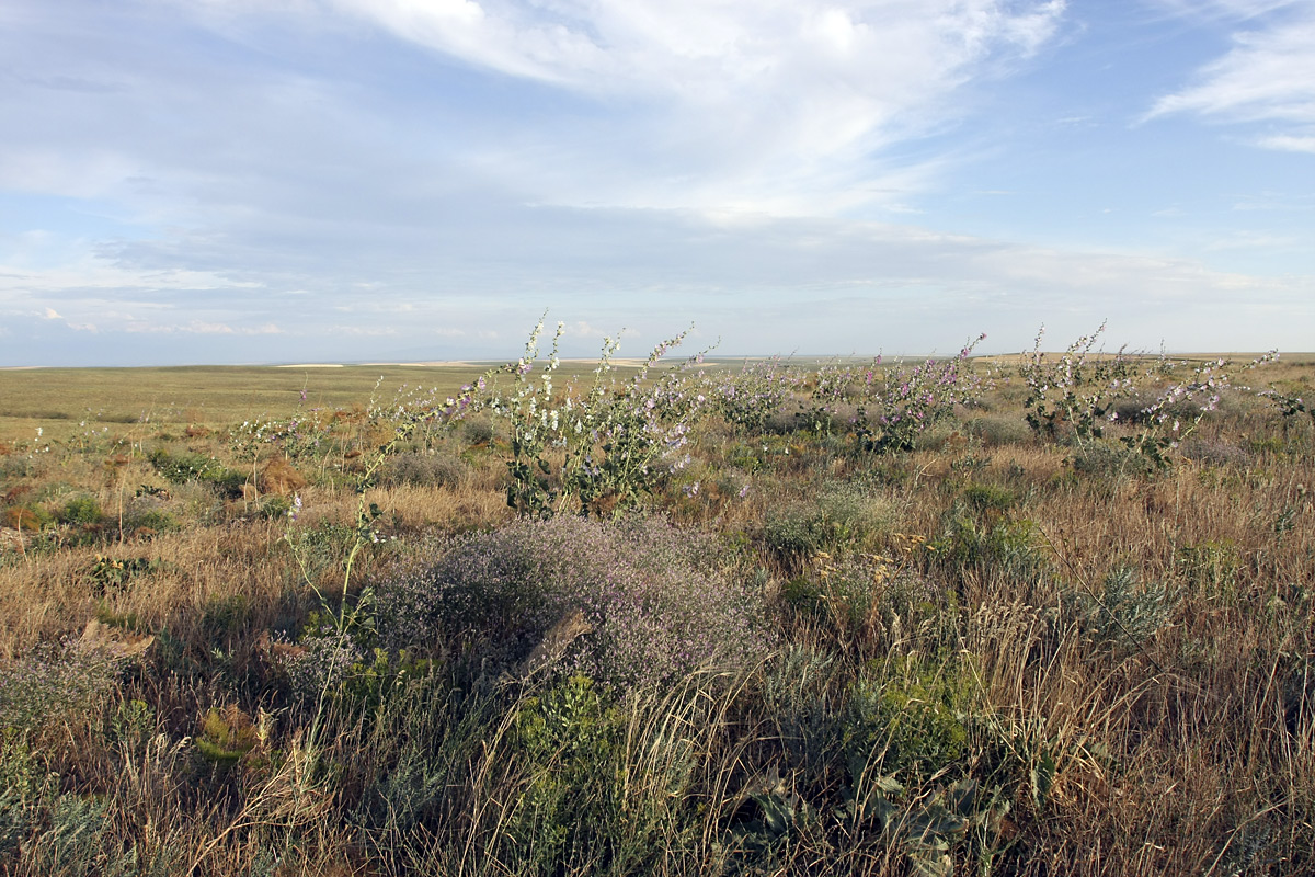 Лощина Акжар, image of landscape/habitat.