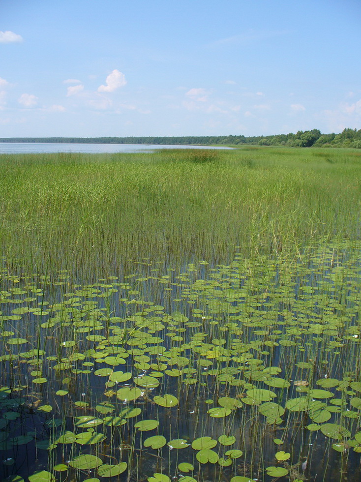 Кухмарь, image of landscape/habitat.