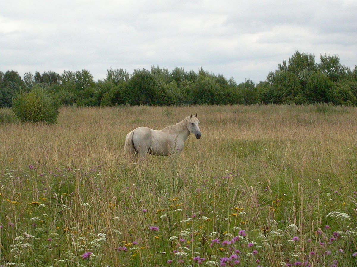 Осыно, image of landscape/habitat.