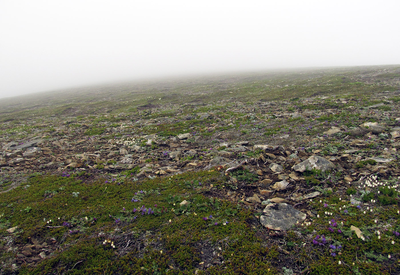 Остров Беринга, image of landscape/habitat.