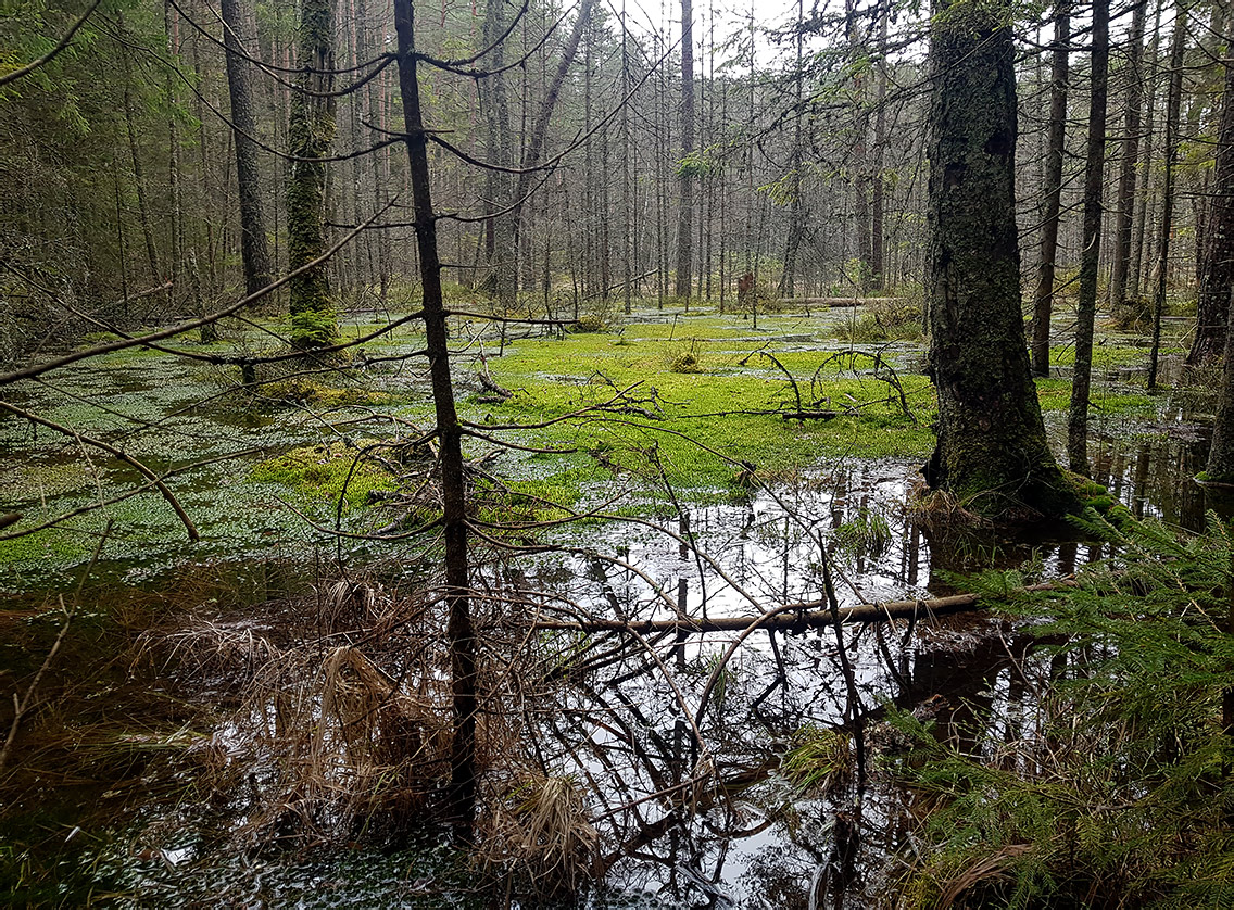 Заказник "Голубые озёра", image of landscape/habitat.