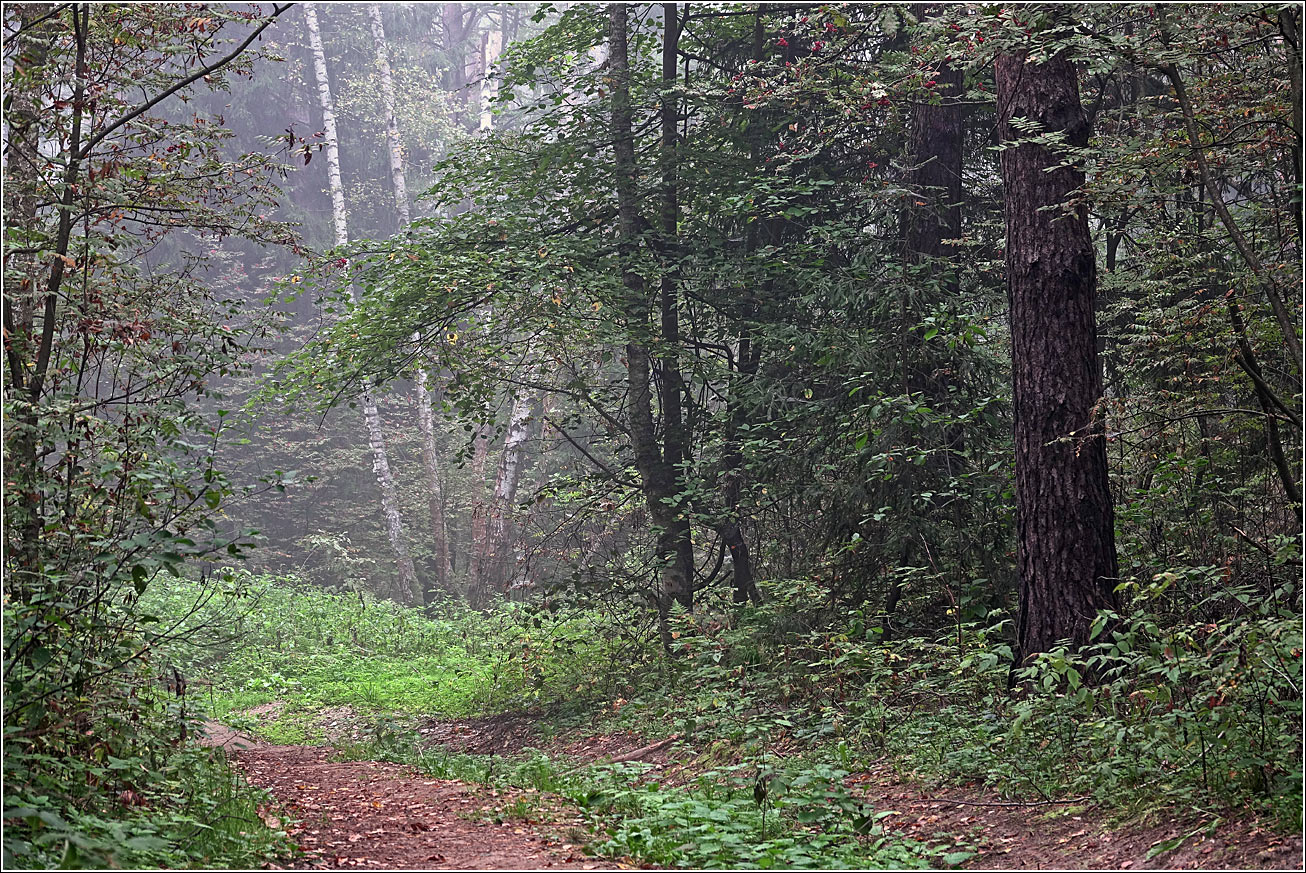 Окрестности Хрипани, image of landscape/habitat.