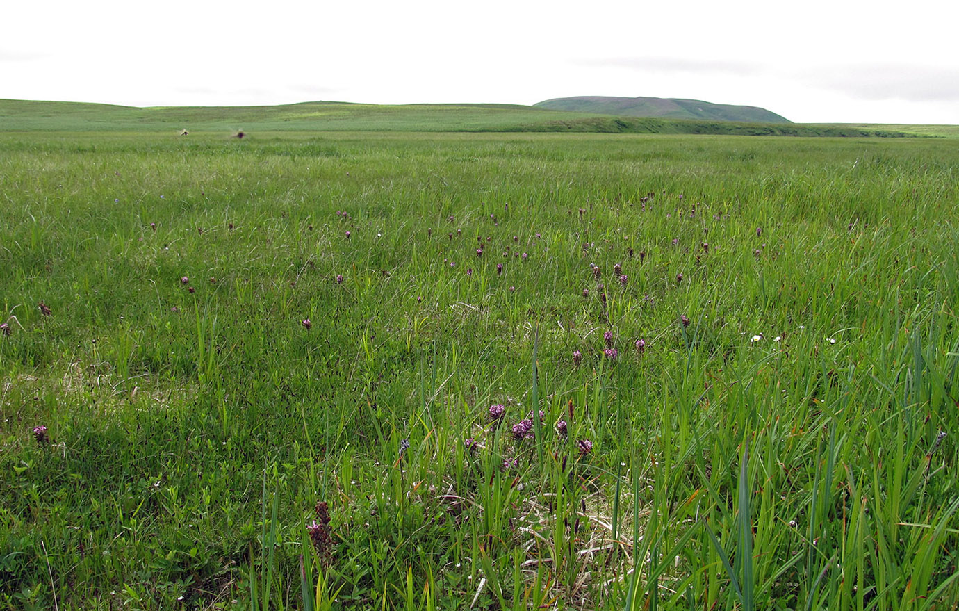 Остров Беринга, image of landscape/habitat.