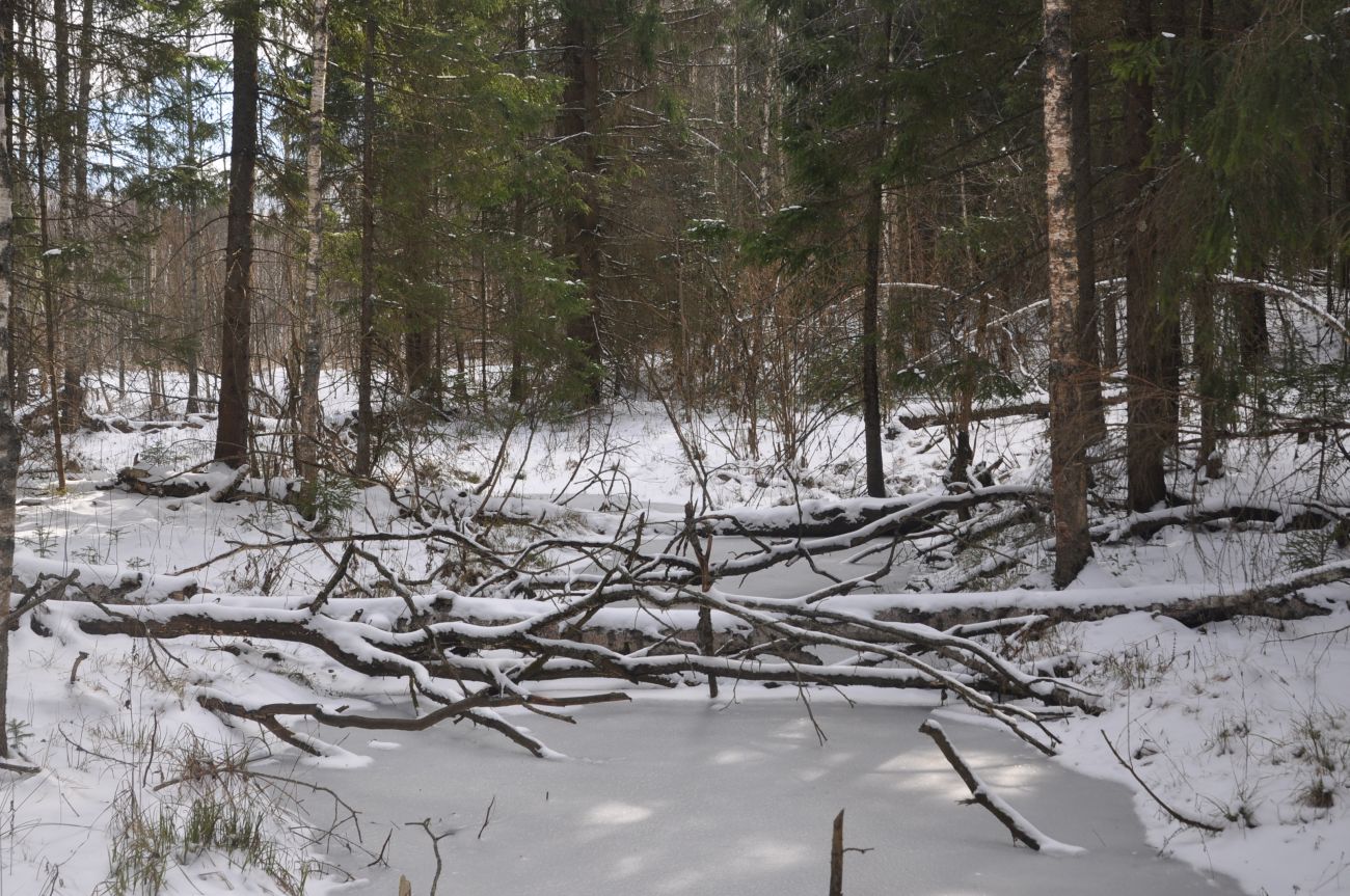 Лес близ Чёлоховского ручья, image of landscape/habitat.