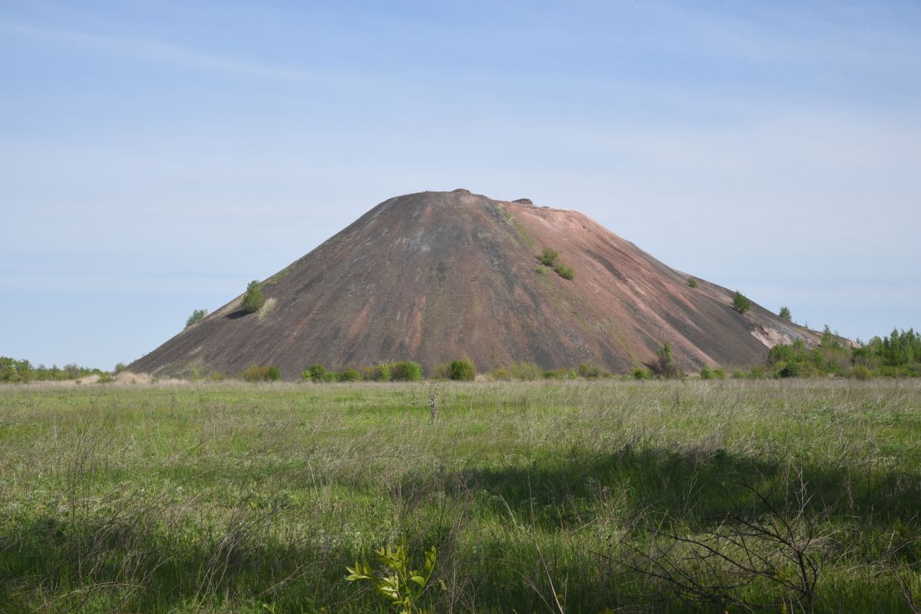 Окрестности Червонопартизанска, image of landscape/habitat.