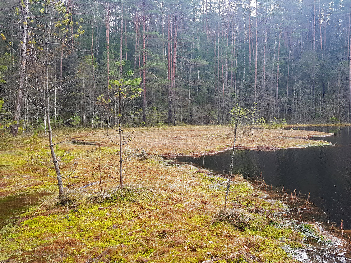 Заказник "Голубые озёра", image of landscape/habitat.