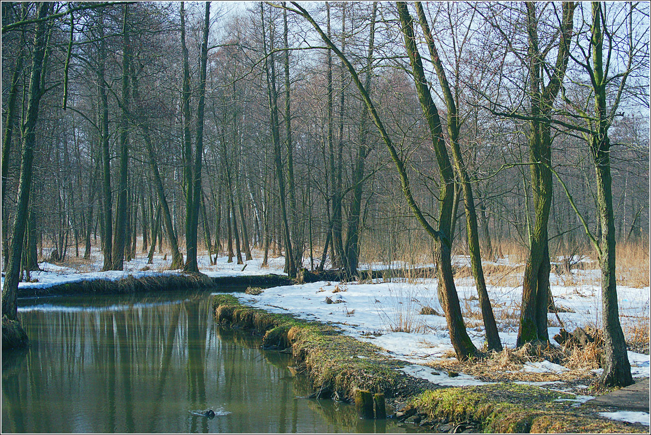 Кузьминский лесопарк, image of landscape/habitat.