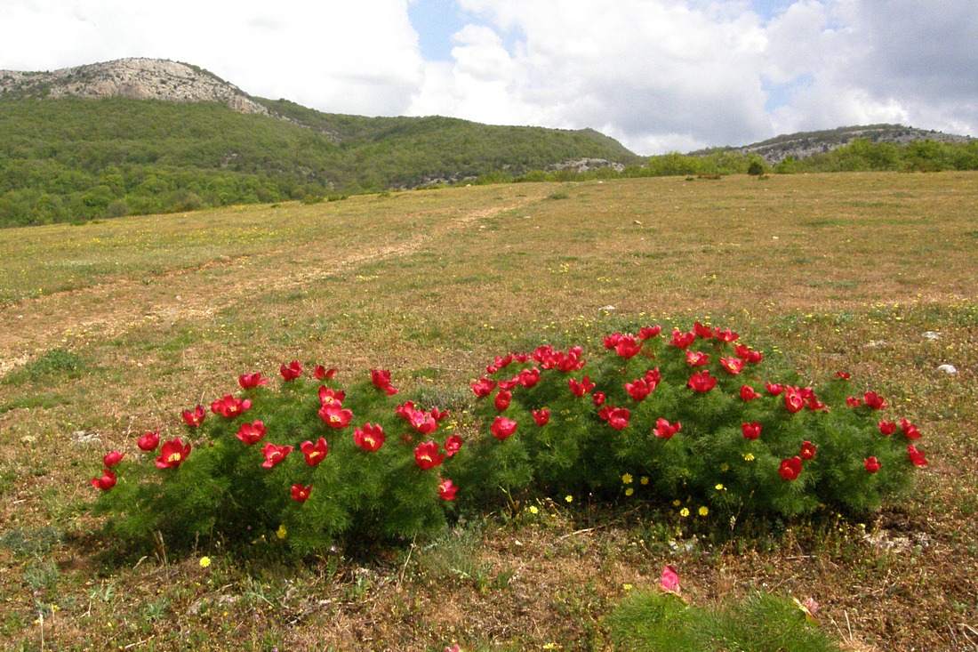 Байдарская долина, image of landscape/habitat.