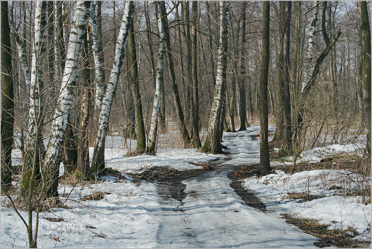 Кузьминский лесопарк, image of landscape/habitat.