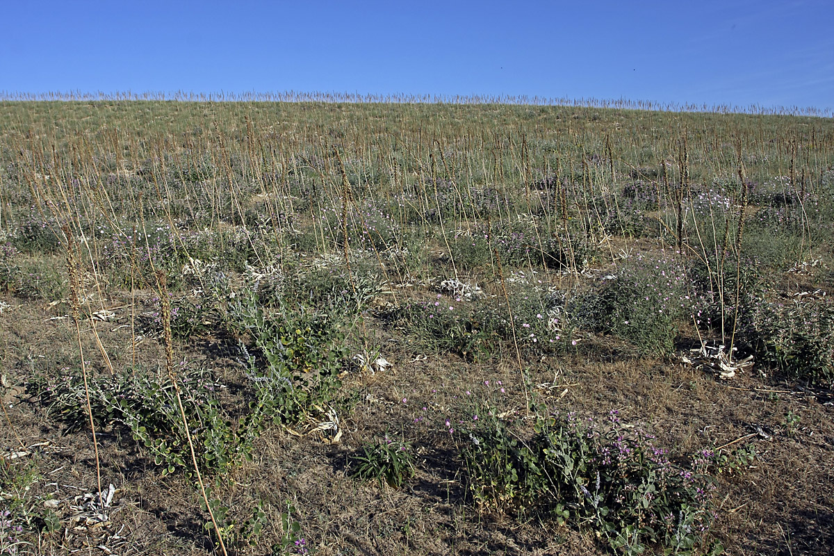 Лощина Акжар, image of landscape/habitat.