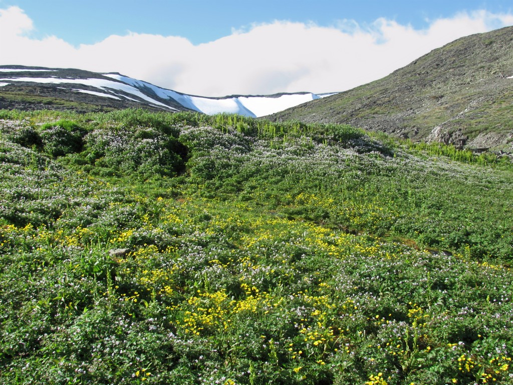 Верховья Большой Усы, image of landscape/habitat.