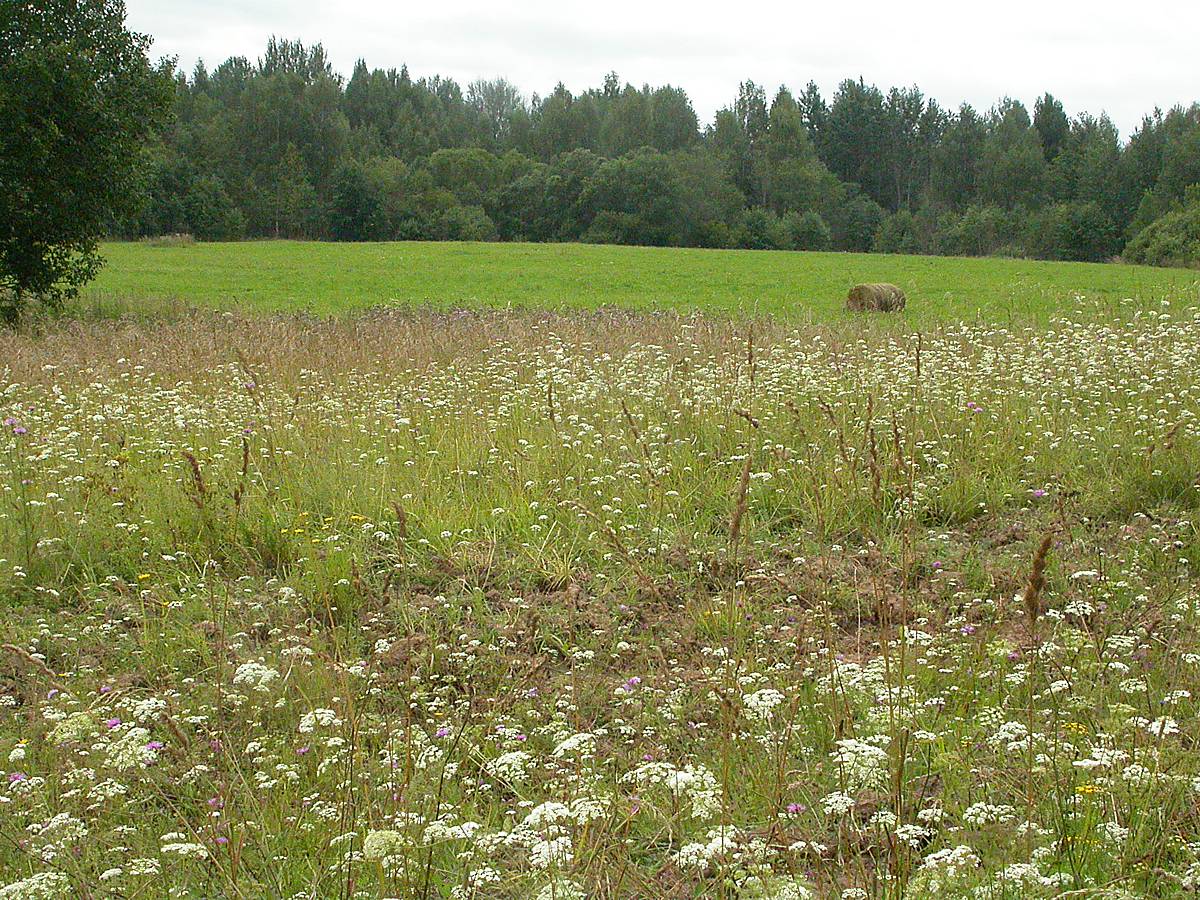 Осыно, image of landscape/habitat.