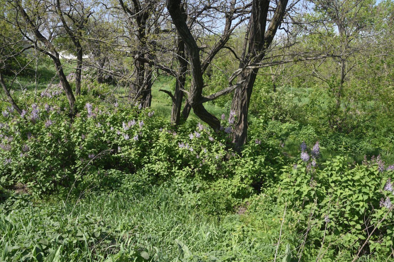 Окрестности села Провалье, image of landscape/habitat.