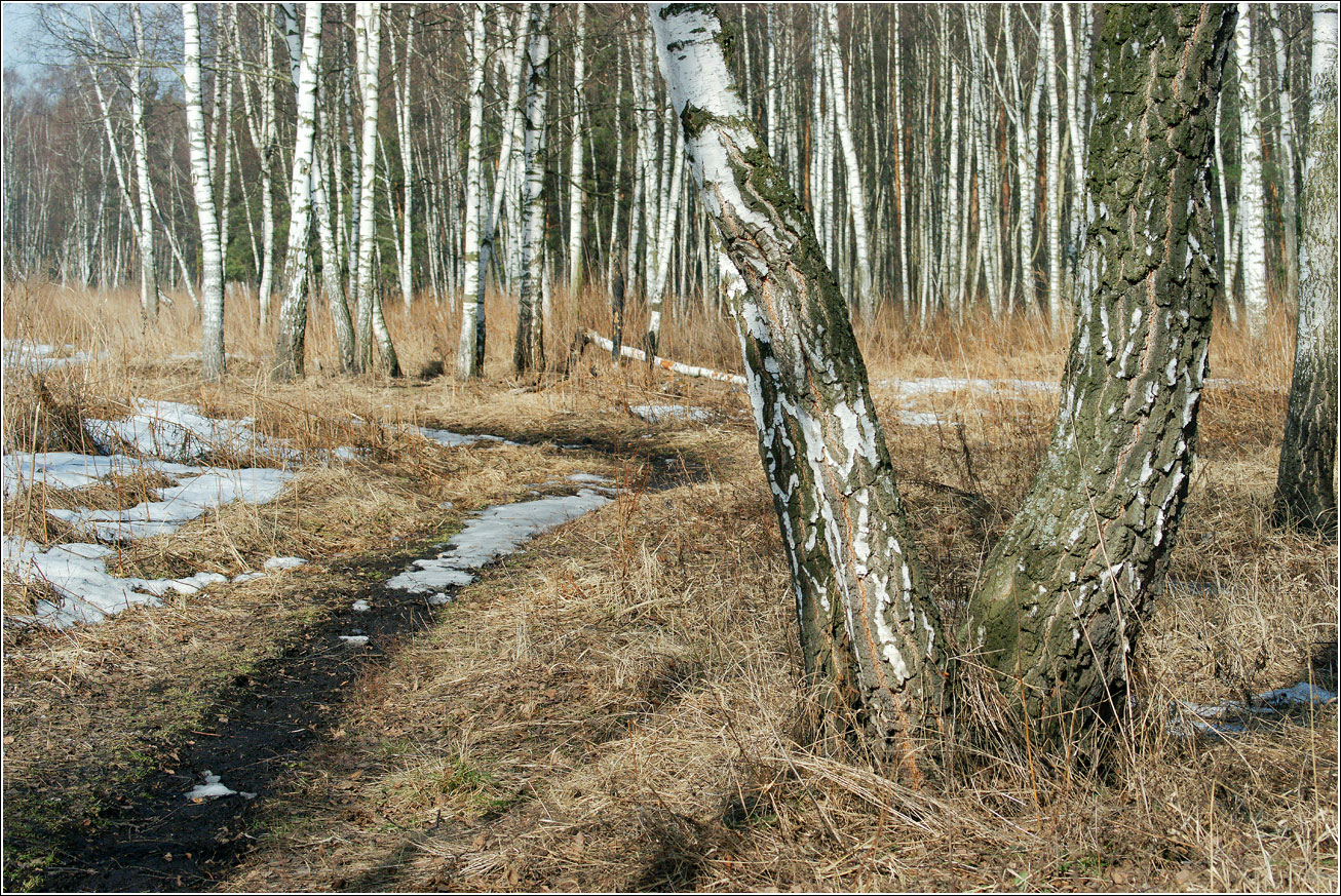 Кузьминский лесопарк, image of landscape/habitat.