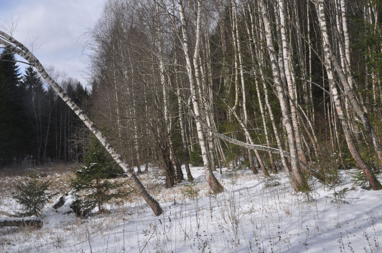 Лес близ Чёлоховского ручья, image of landscape/habitat.