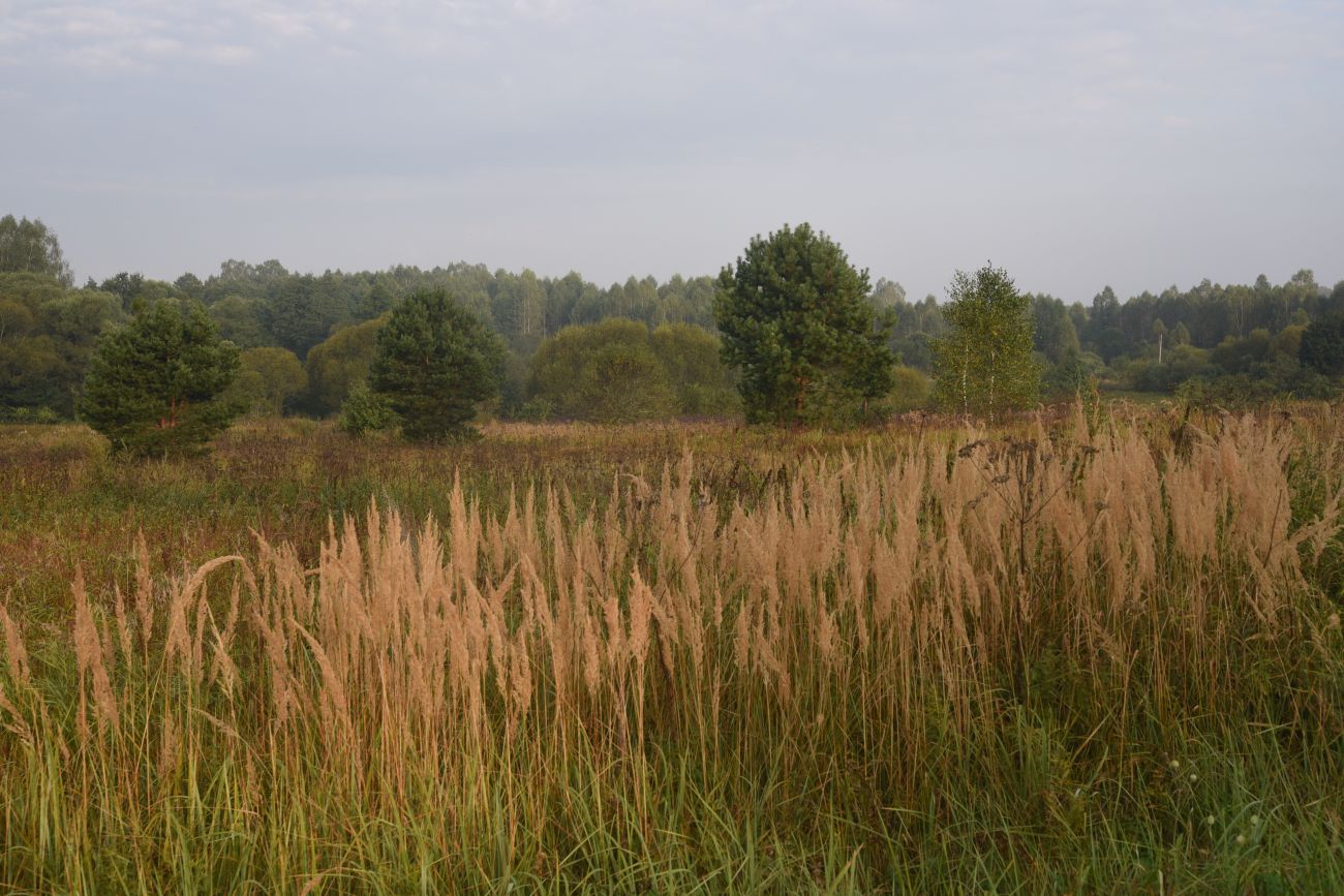 Ягодное, image of landscape/habitat.