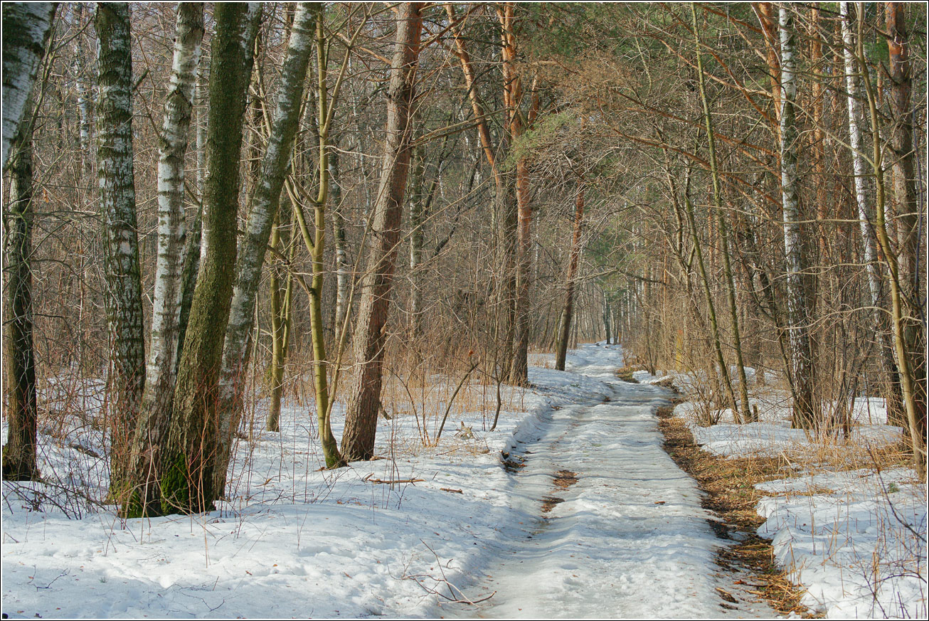 Кузьминский лесопарк, image of landscape/habitat.