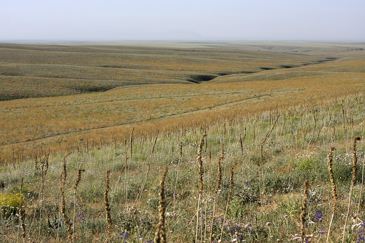 Лощина Акжар, image of landscape/habitat.