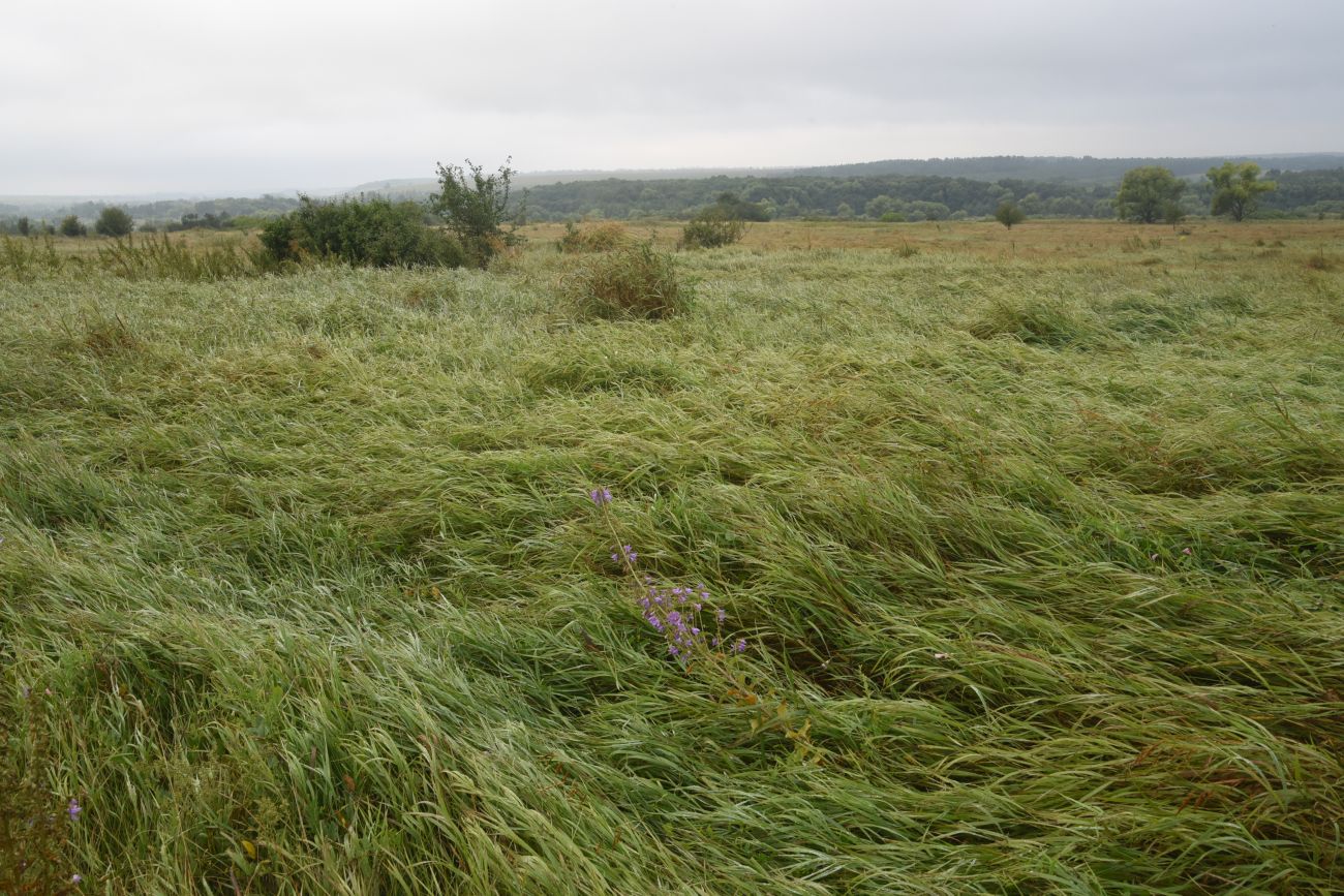 Лошаки, image of landscape/habitat.