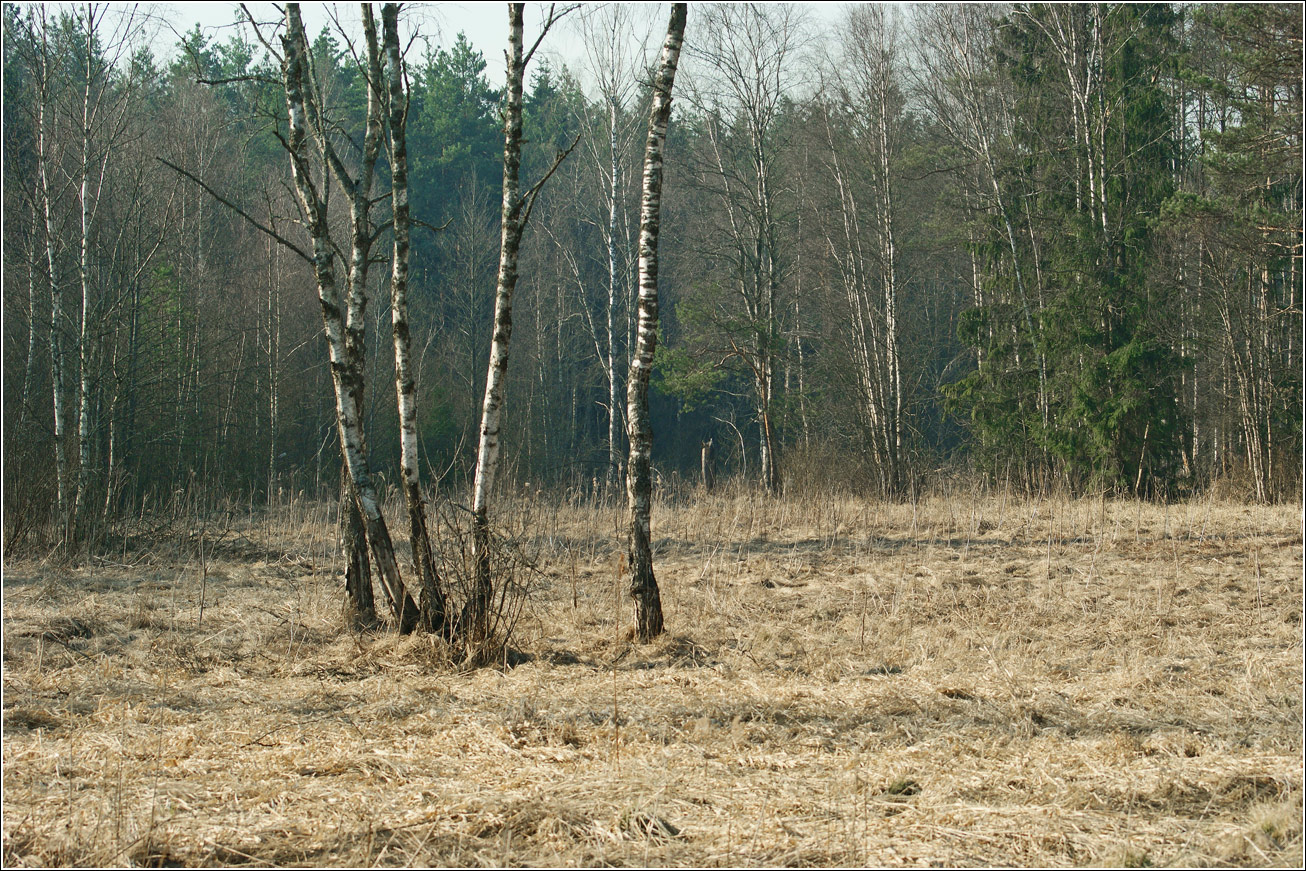 Окрестности Хрипани, image of landscape/habitat.