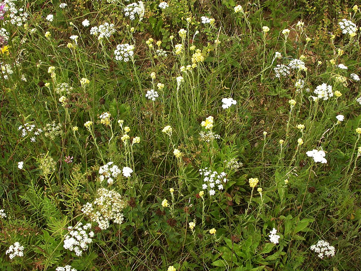 Осыно, image of landscape/habitat.