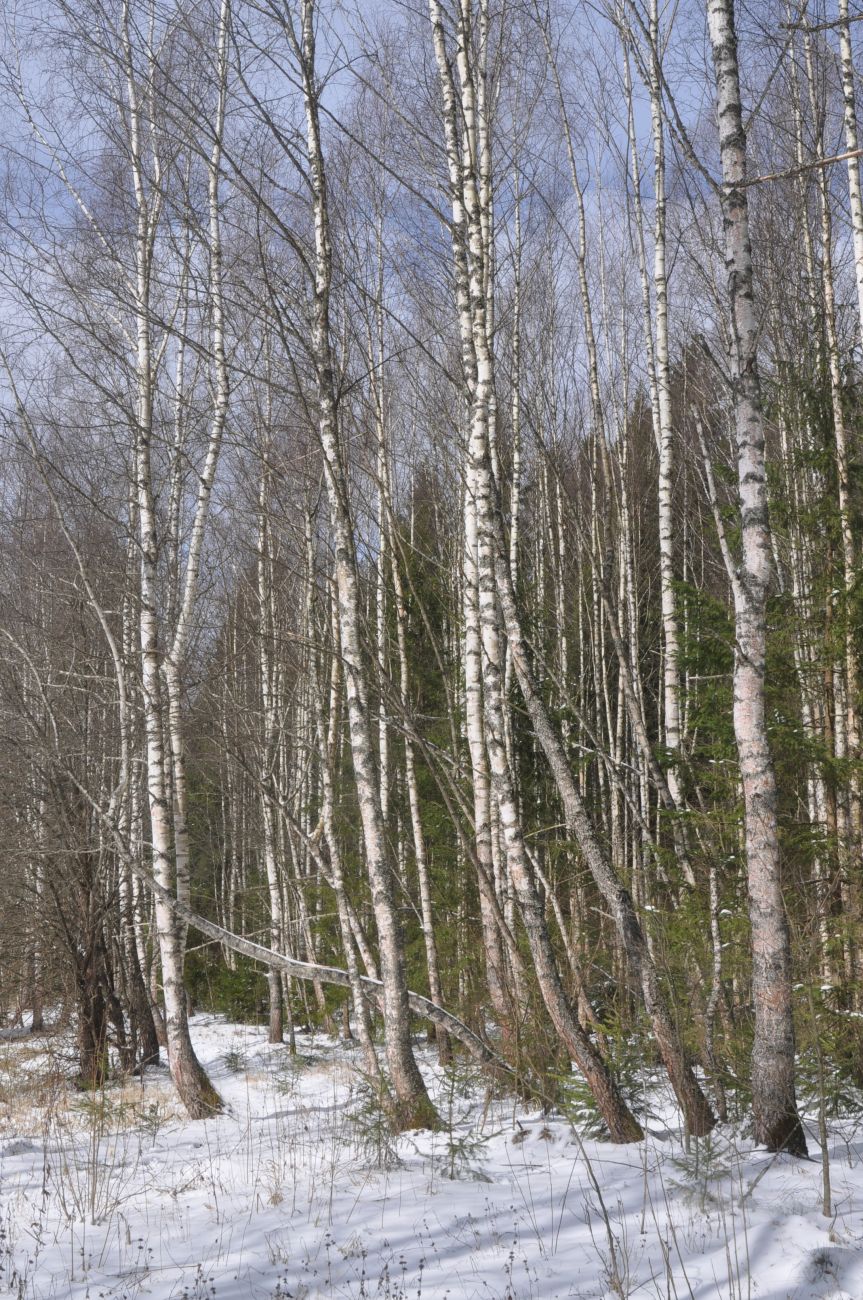 Лес близ Чёлоховского ручья, image of landscape/habitat.