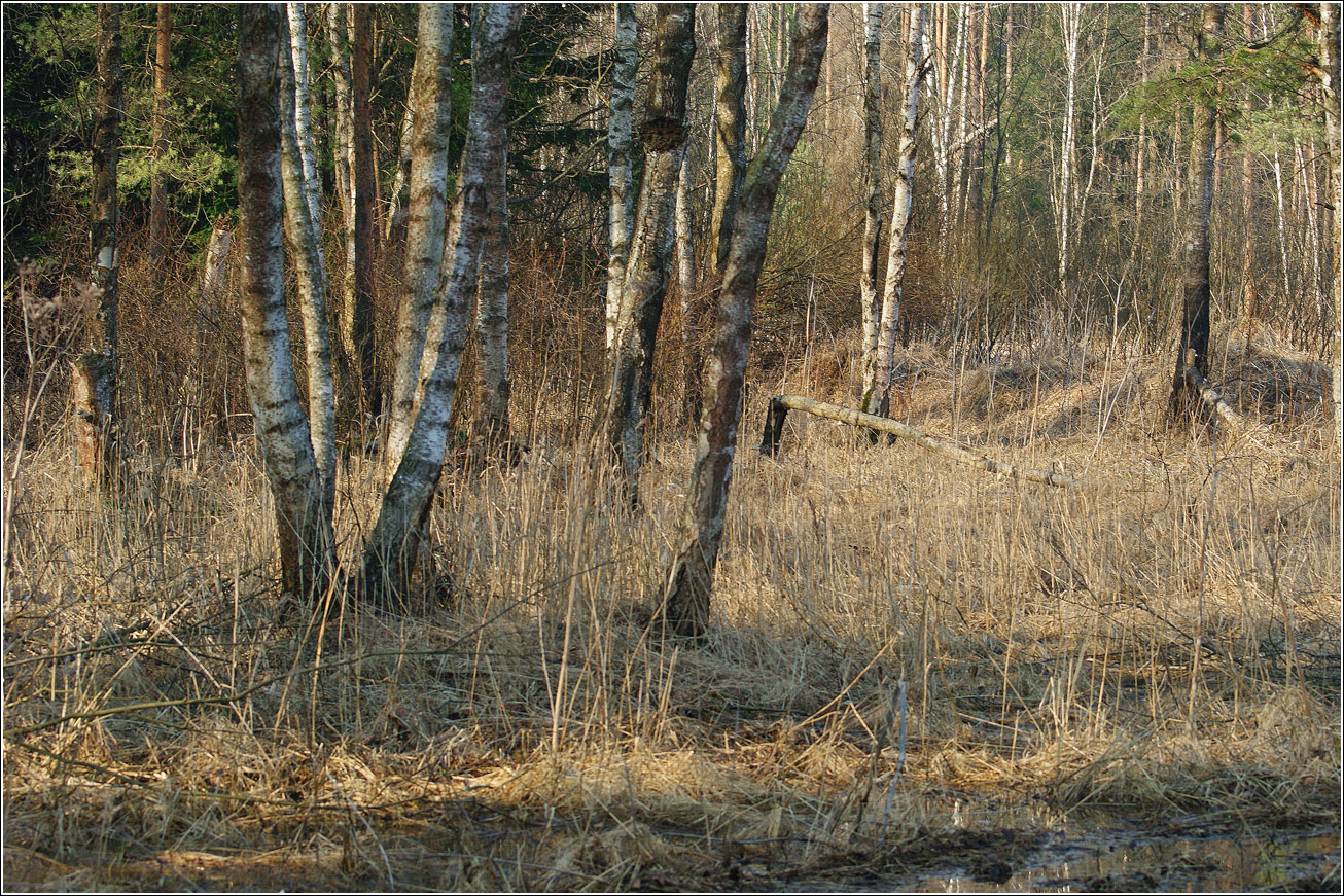 Кузьминский лесопарк, image of landscape/habitat.