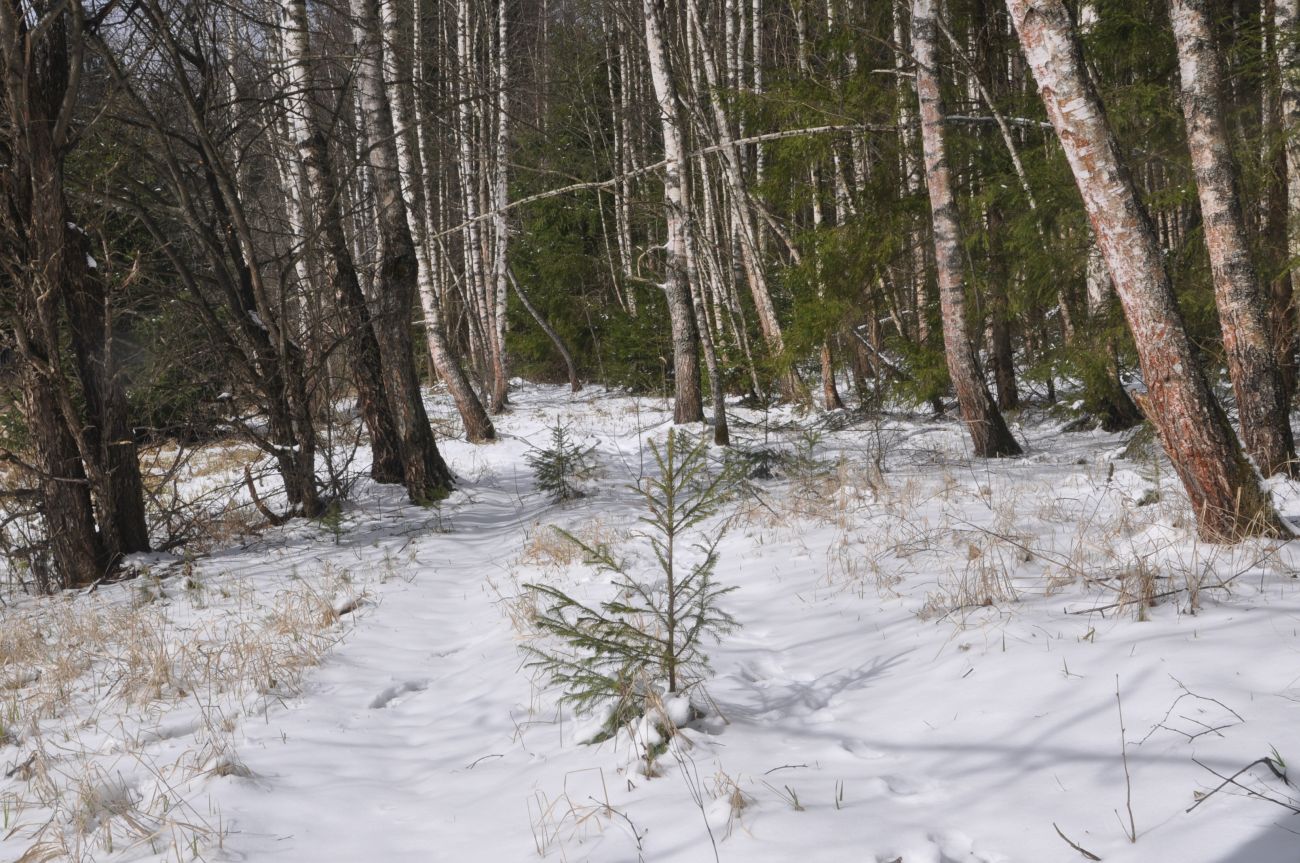 Лес близ Чёлоховского ручья, image of landscape/habitat.