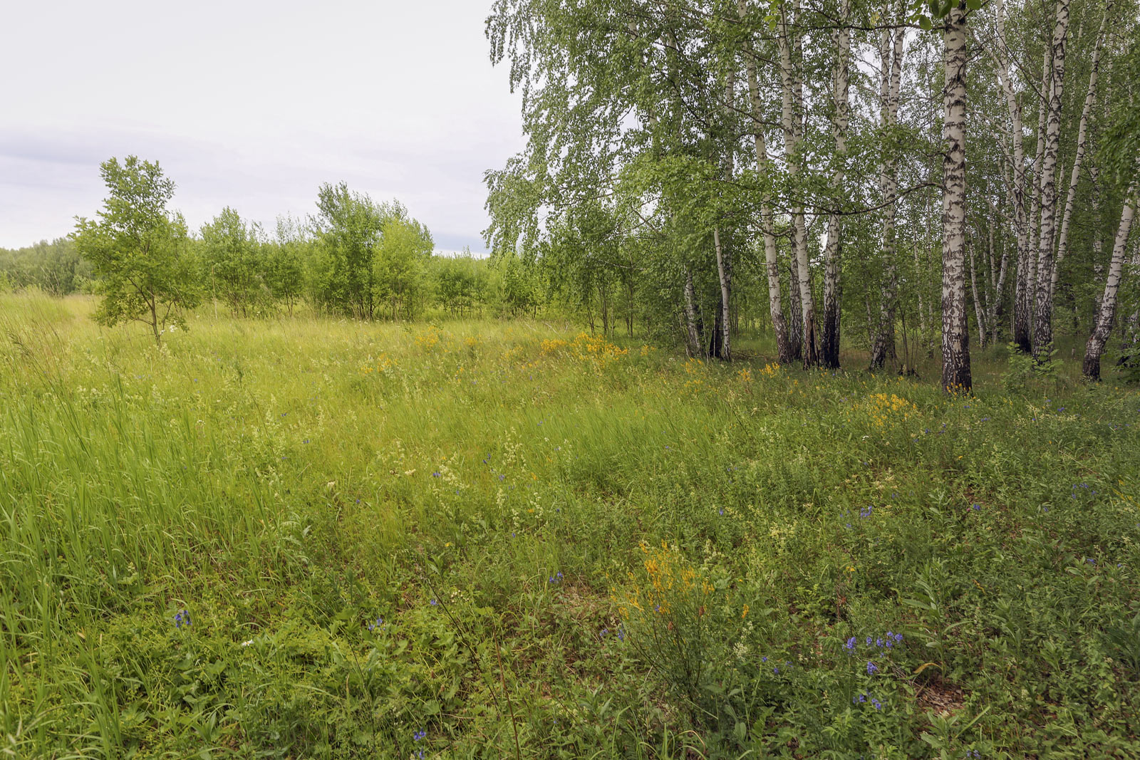 Спасская гора и её окрестности, image of landscape/habitat.