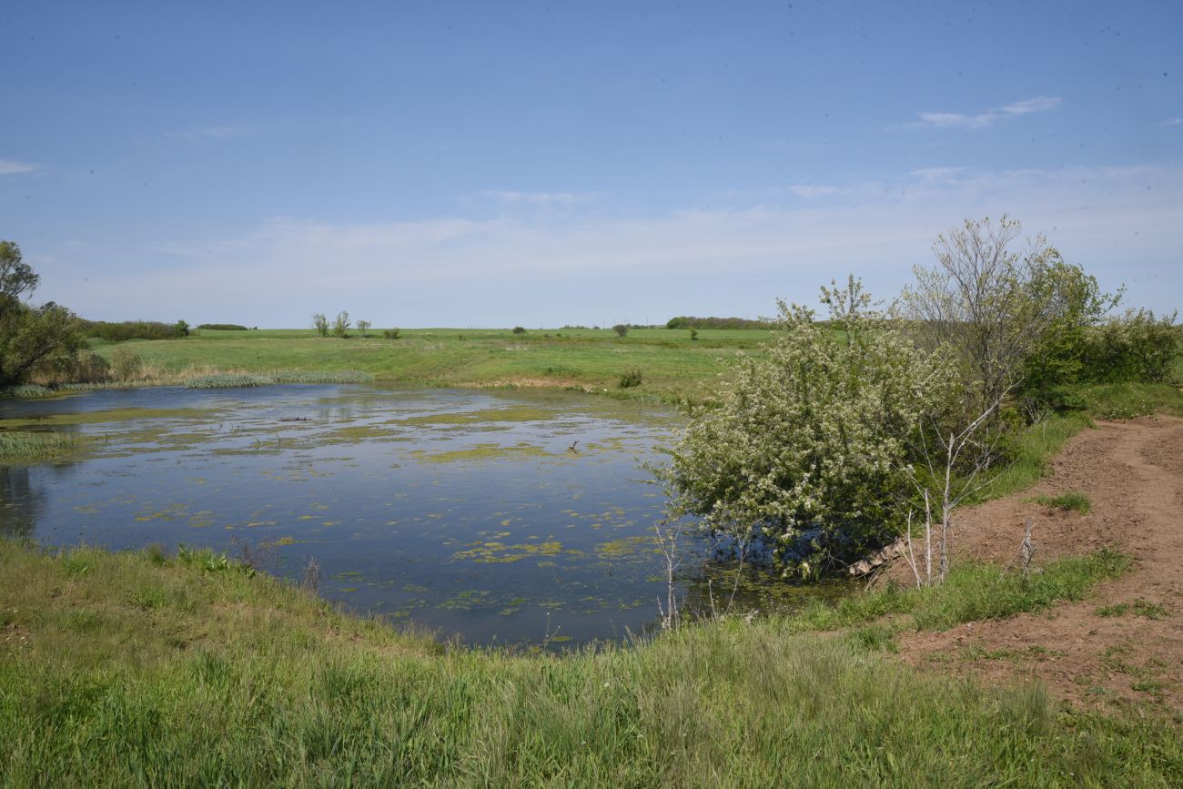 Окрестности села Провалье, image of landscape/habitat.