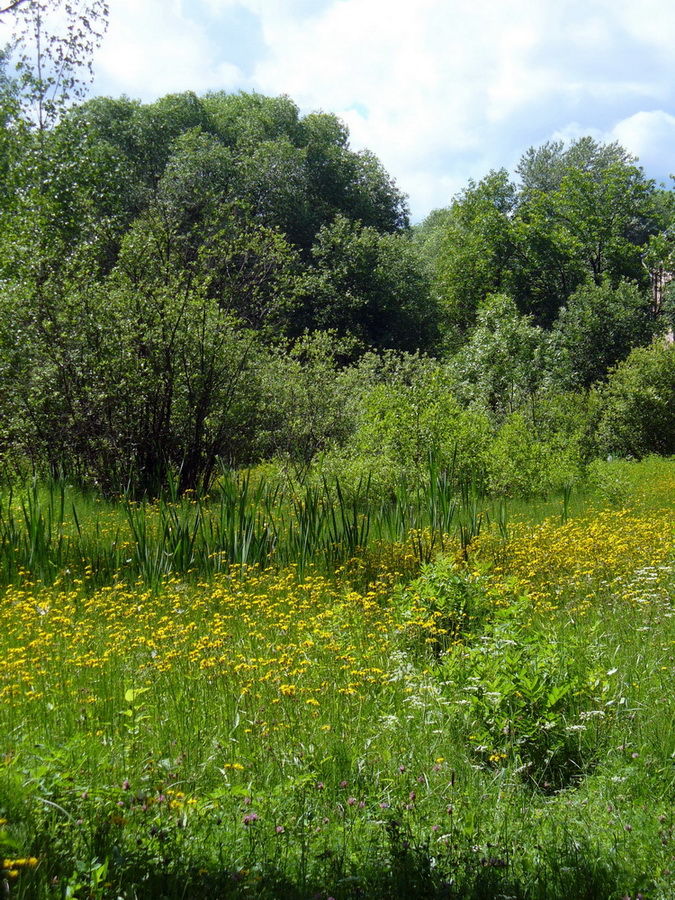 Петропавловский парк, image of landscape/habitat.