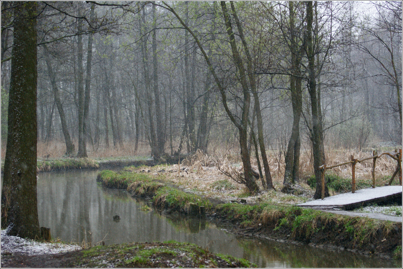 Кузьминский лесопарк, image of landscape/habitat.